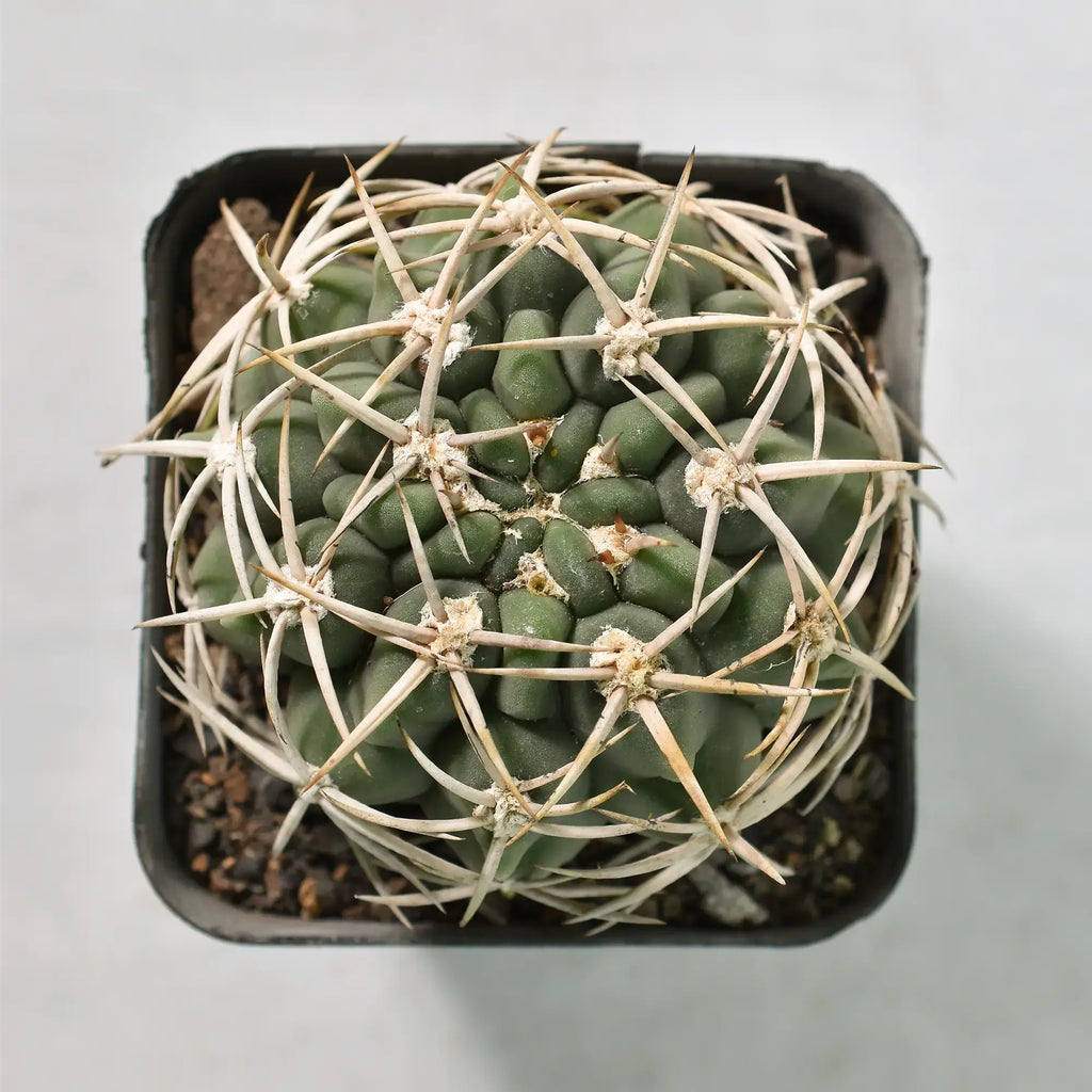 Gymnocalycium Ferox