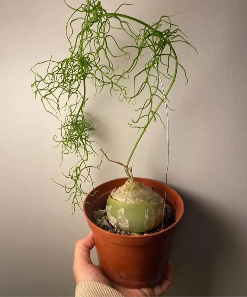 Bowiea volubilis