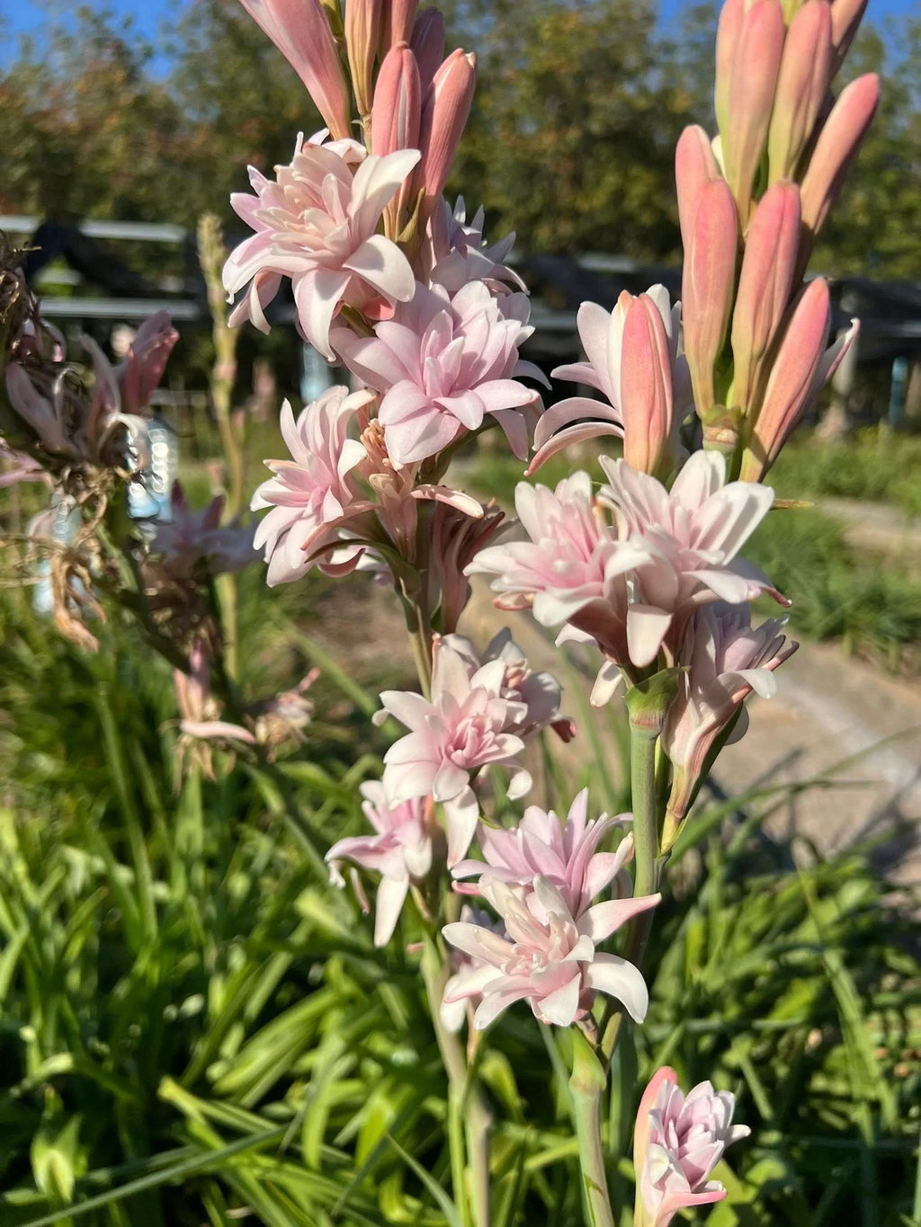 Delicate pink and white flowers blooming on tall stems amidst lush greenery