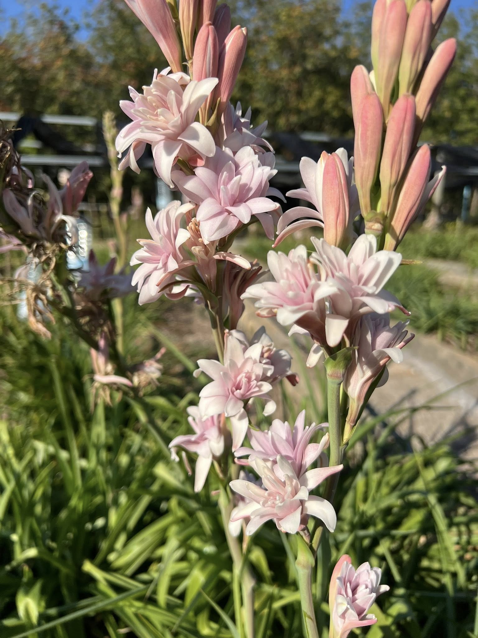 Polianthes Tuberose Pink Sapphire