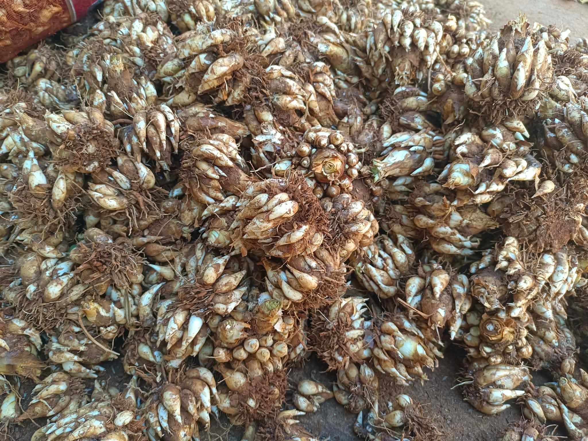 Polianthes Tuberose Pink Sapphire