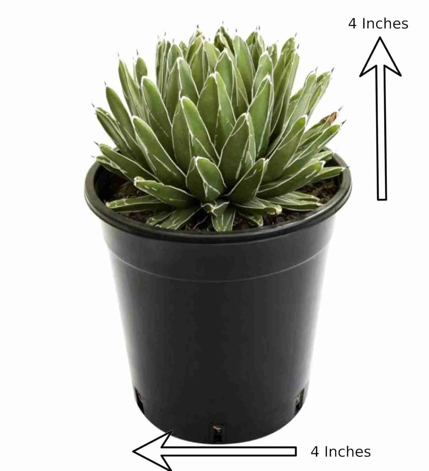 Agave Victoriae Reginae