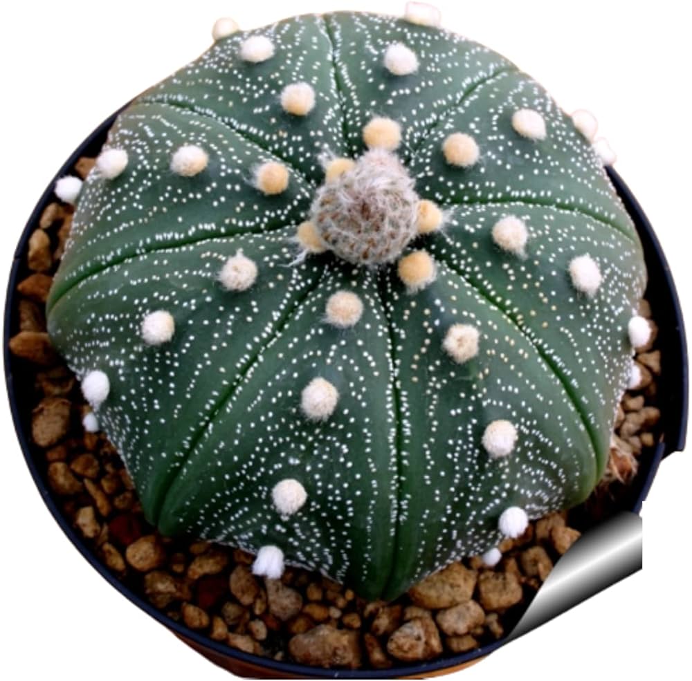 Astrophytum asterias