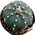 Astrophytum asterias