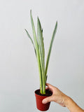 Sansevieria Bantels Sensation