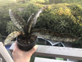 Sansevieria Kirkii Coppertone