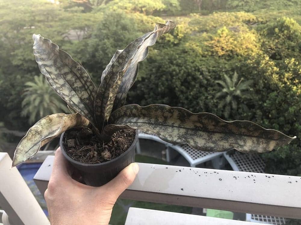 Sansevieria Kirkii Coppertone
