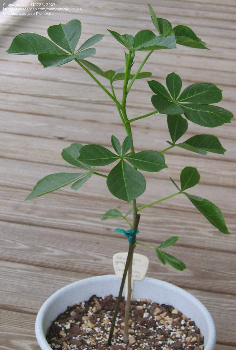 Baobab Adansonia Digitata