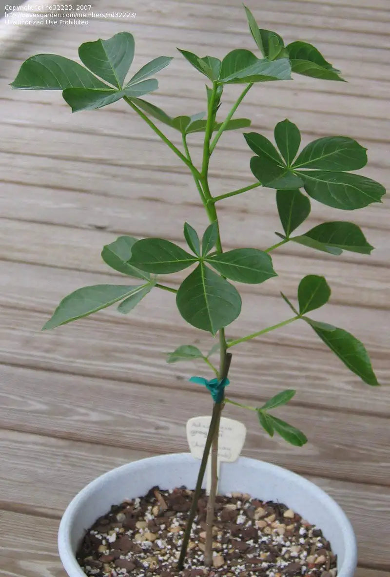 Baobab Adansonia Digitata
