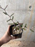 Operculicarya Pachypus