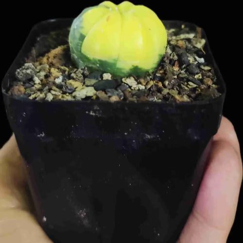Variegated succulent plant in black pot with gravel soil, held in hand