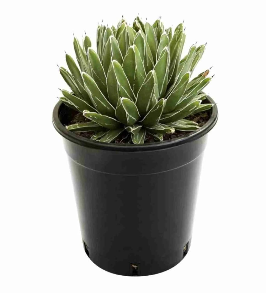 Agave Victoriae Reginae