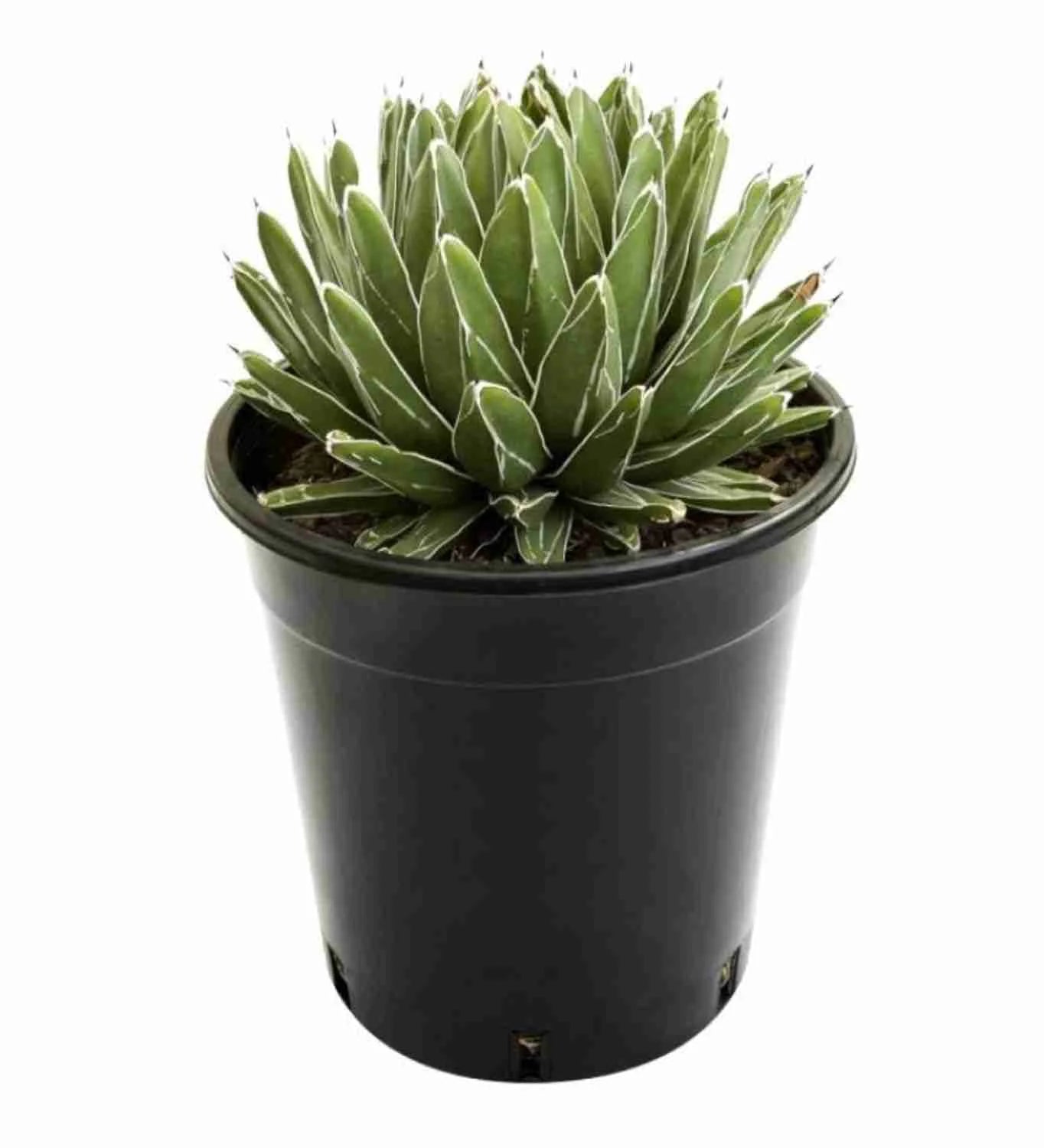 Agave Victoriae Reginae