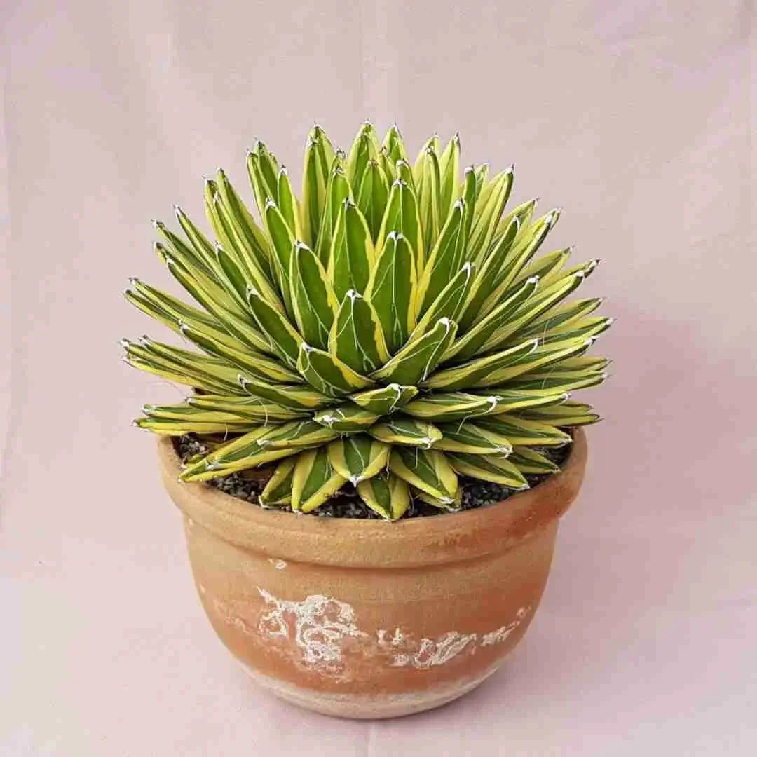 Agave Victoriae Reginae Variegated