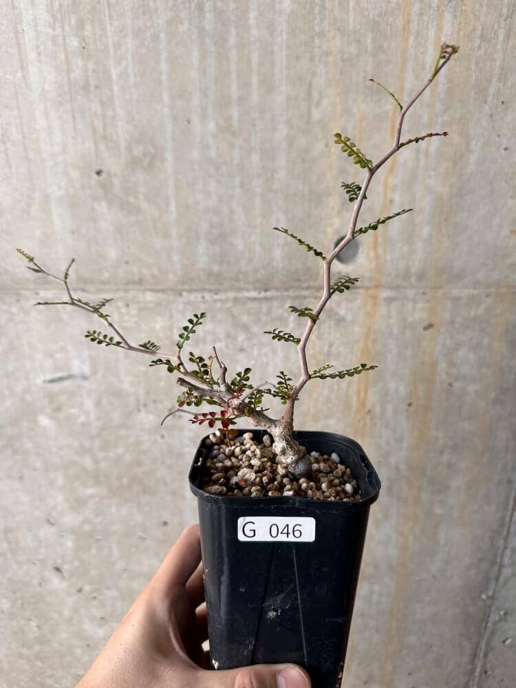 Operculicarya Pachypus Root Cutting