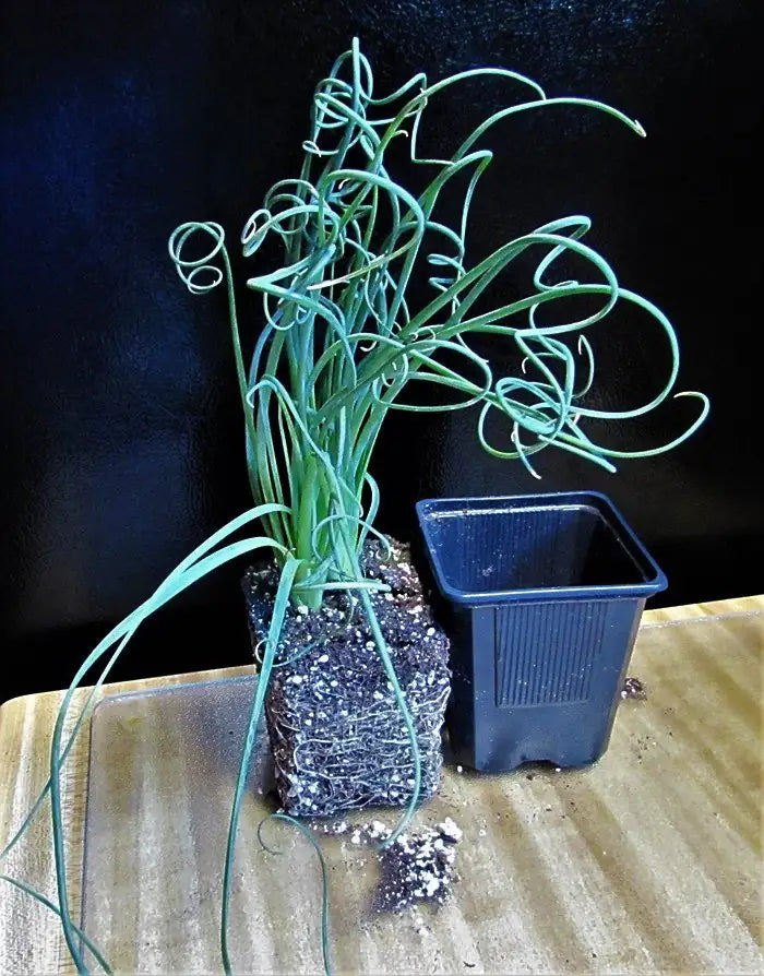 Albuca Spiralis