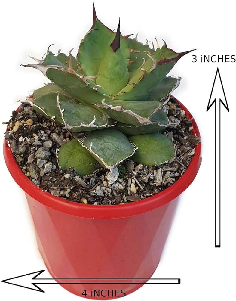 Agave Titanota