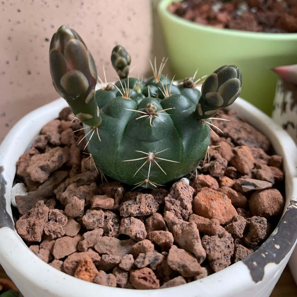 Gymnocalycium Damsii