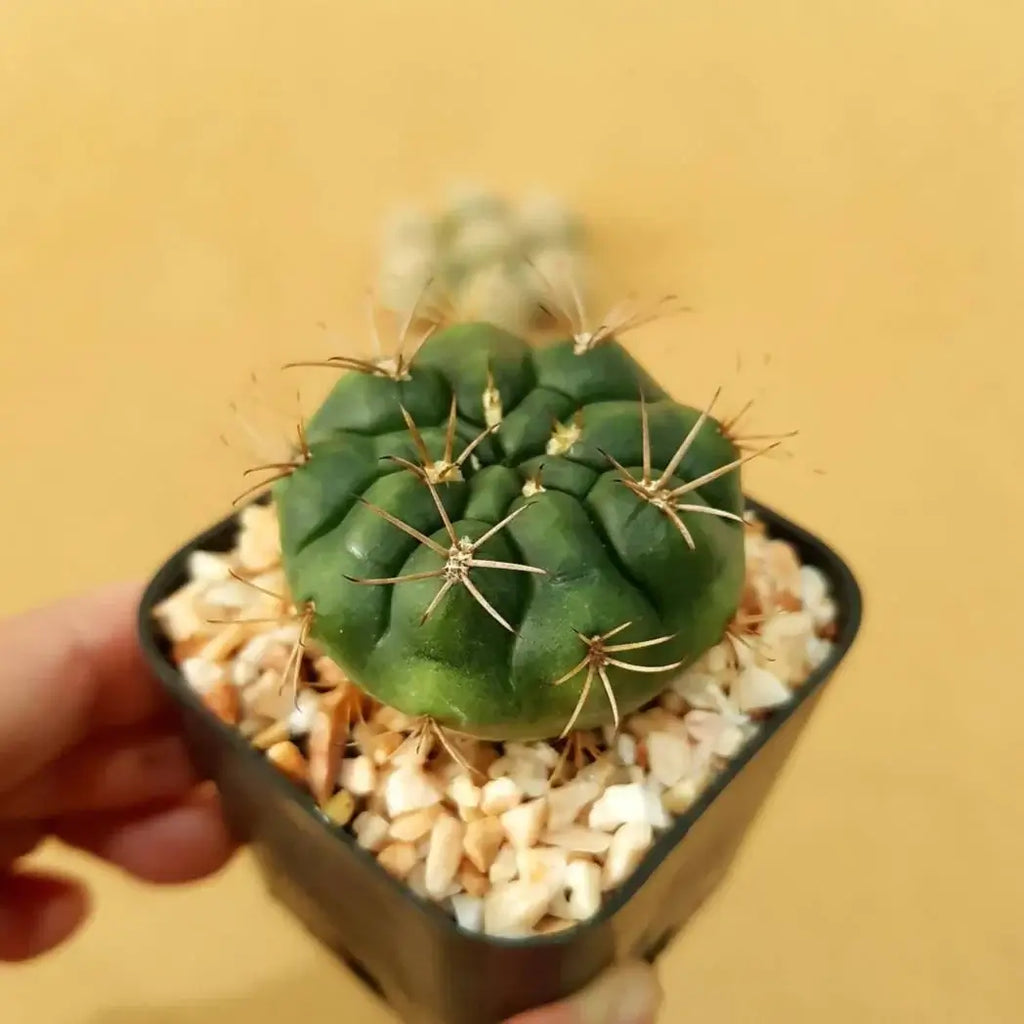 Gymnocalycium Damsii
