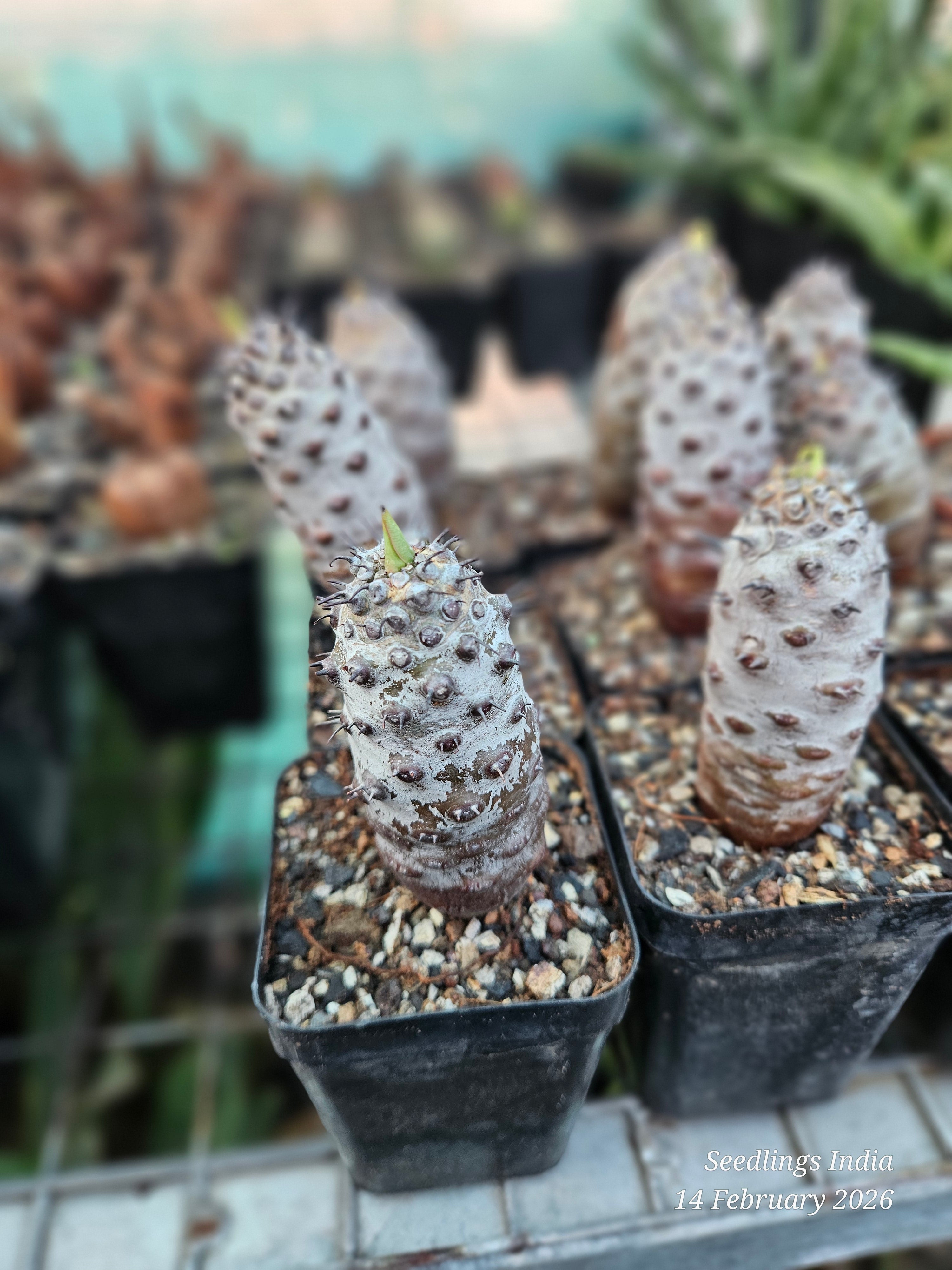 Euphorbia pachypodioides