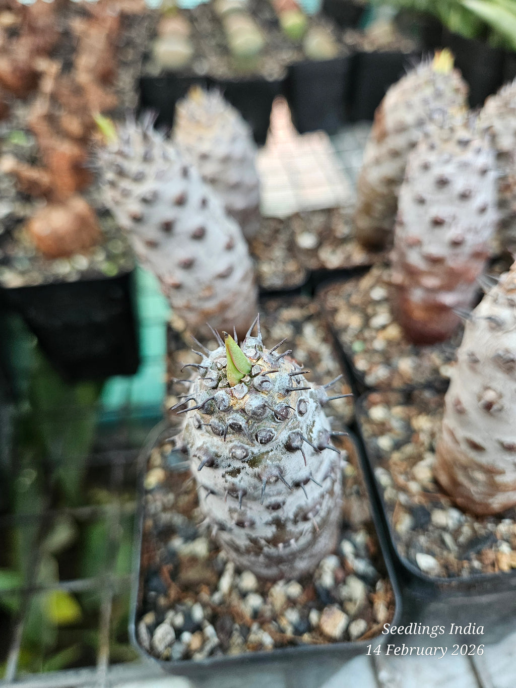 Euphorbia pachypodioides