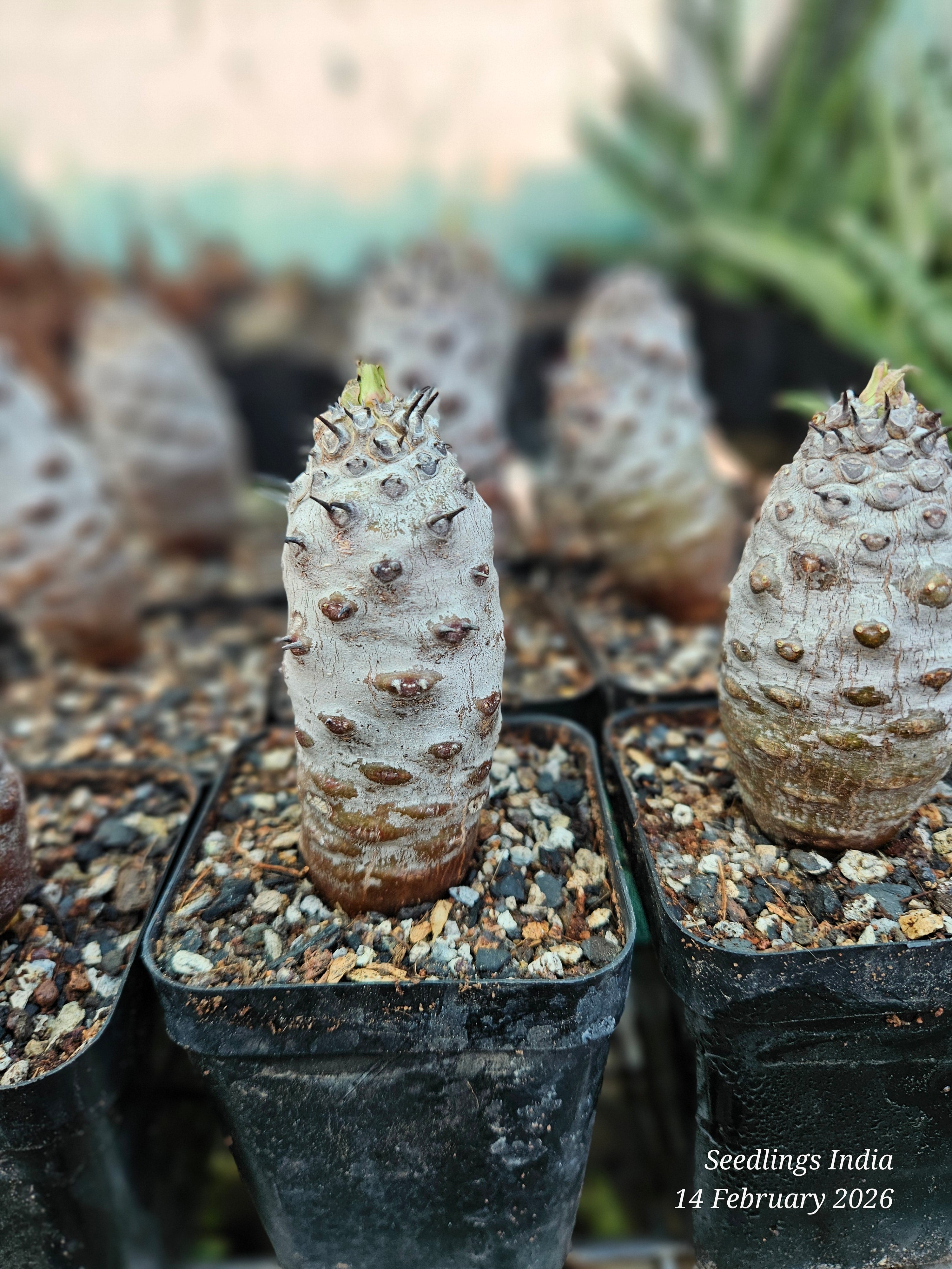 Euphorbia pachypodioides