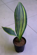 Sansevieria Masoniana Variegated