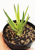 Sansevieria Francisii Yellow Variegation
