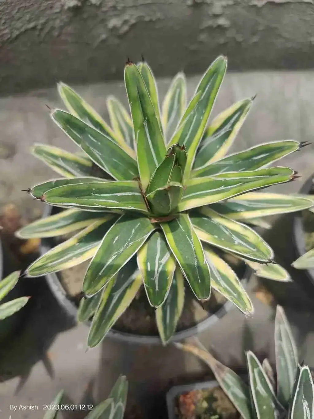 Agave Victoriae Reginae Variegated