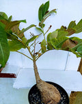 Phyllanthus Mirabilis