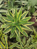 Agave Victoriae Reginae Variegated