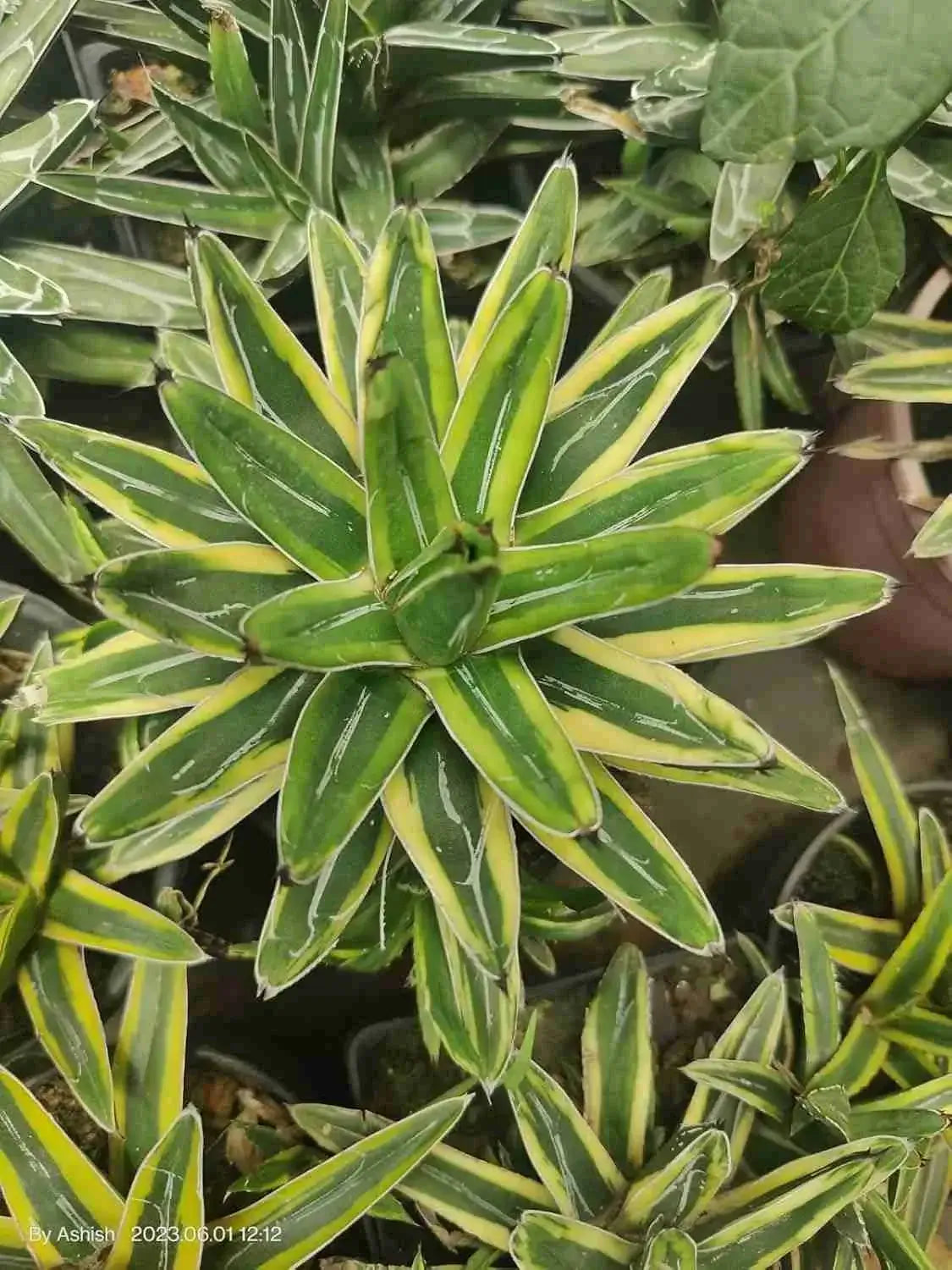 Agave Victoriae Reginae Variegated