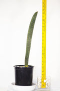 Sansevieria Hallii