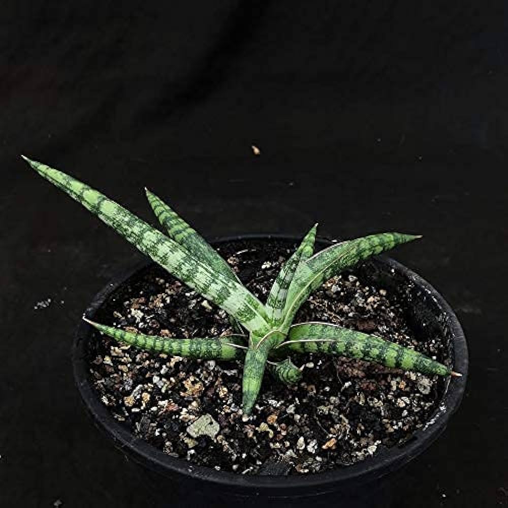 Sansevieria Pinguicula Compacta
