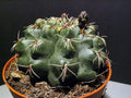 Gymnocalycium Baldianum