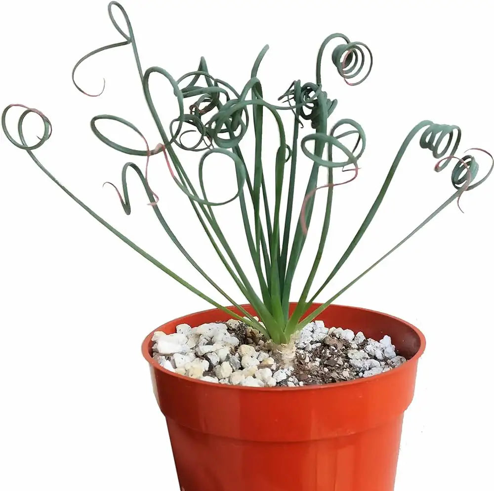Albuca Spiralis