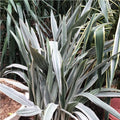Sansevieria Metallica Siam Silver