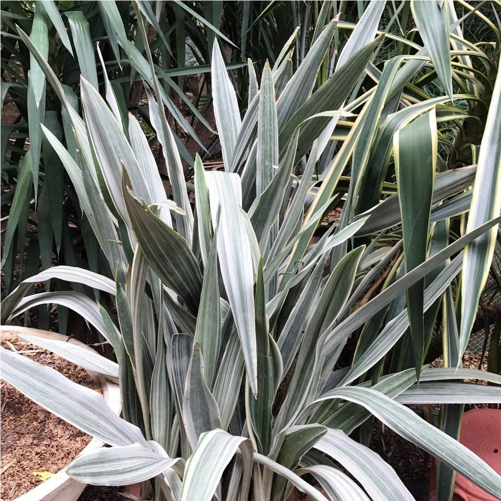 Sansevieria Metallica Siam Silver