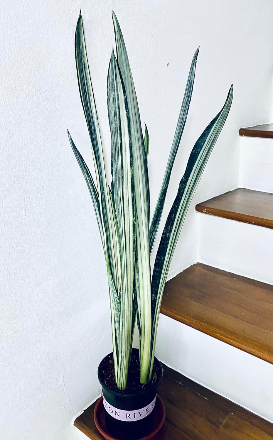 Sansevieria Bantels Sensation