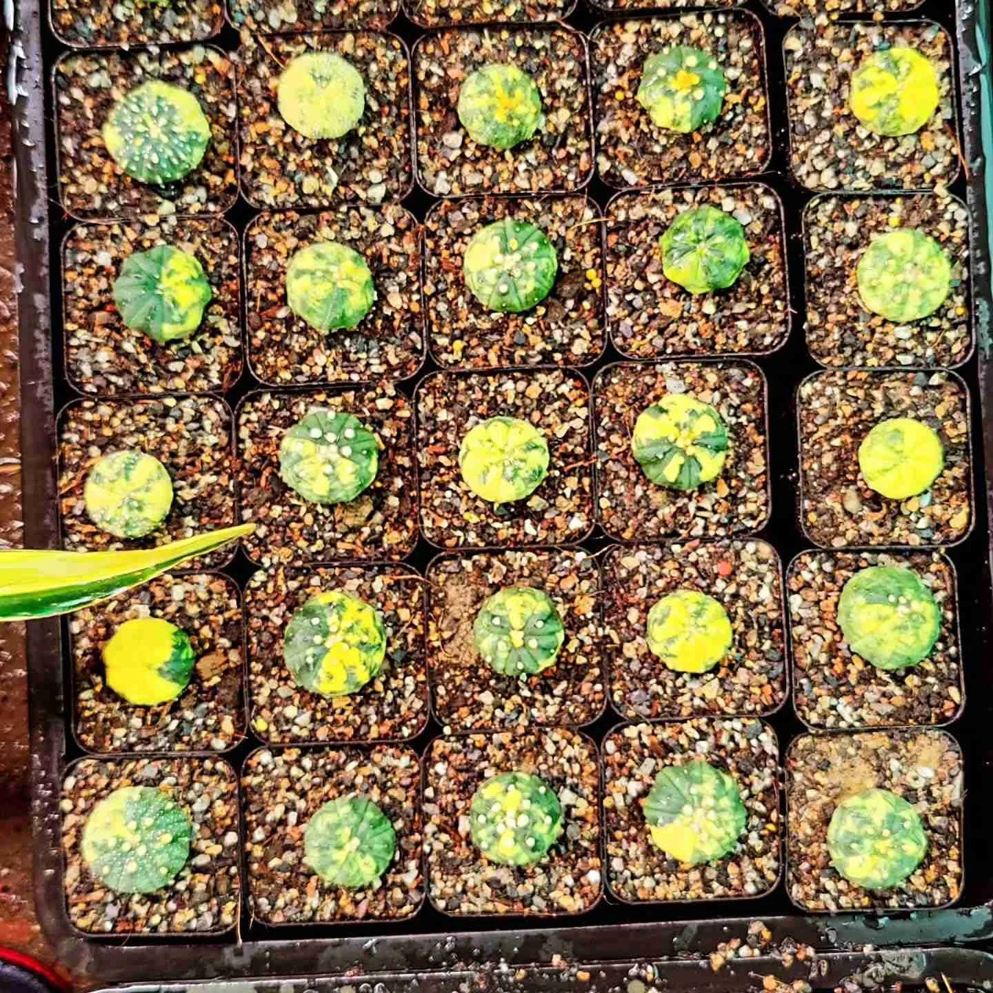 Astrophytum Asteria Variegated