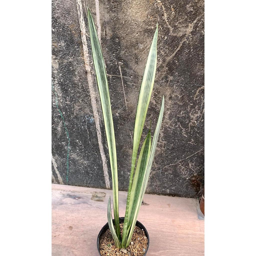 Sansevieria Bantels Sensation