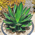 Agave Lophantha Splendida