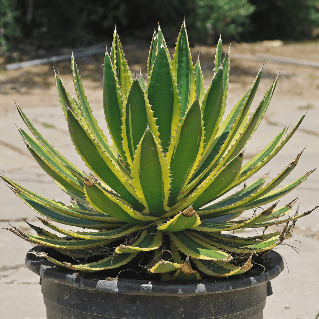 Agave Lophantha Quadricolor
