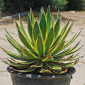 Agave Lophantha Quadricolor