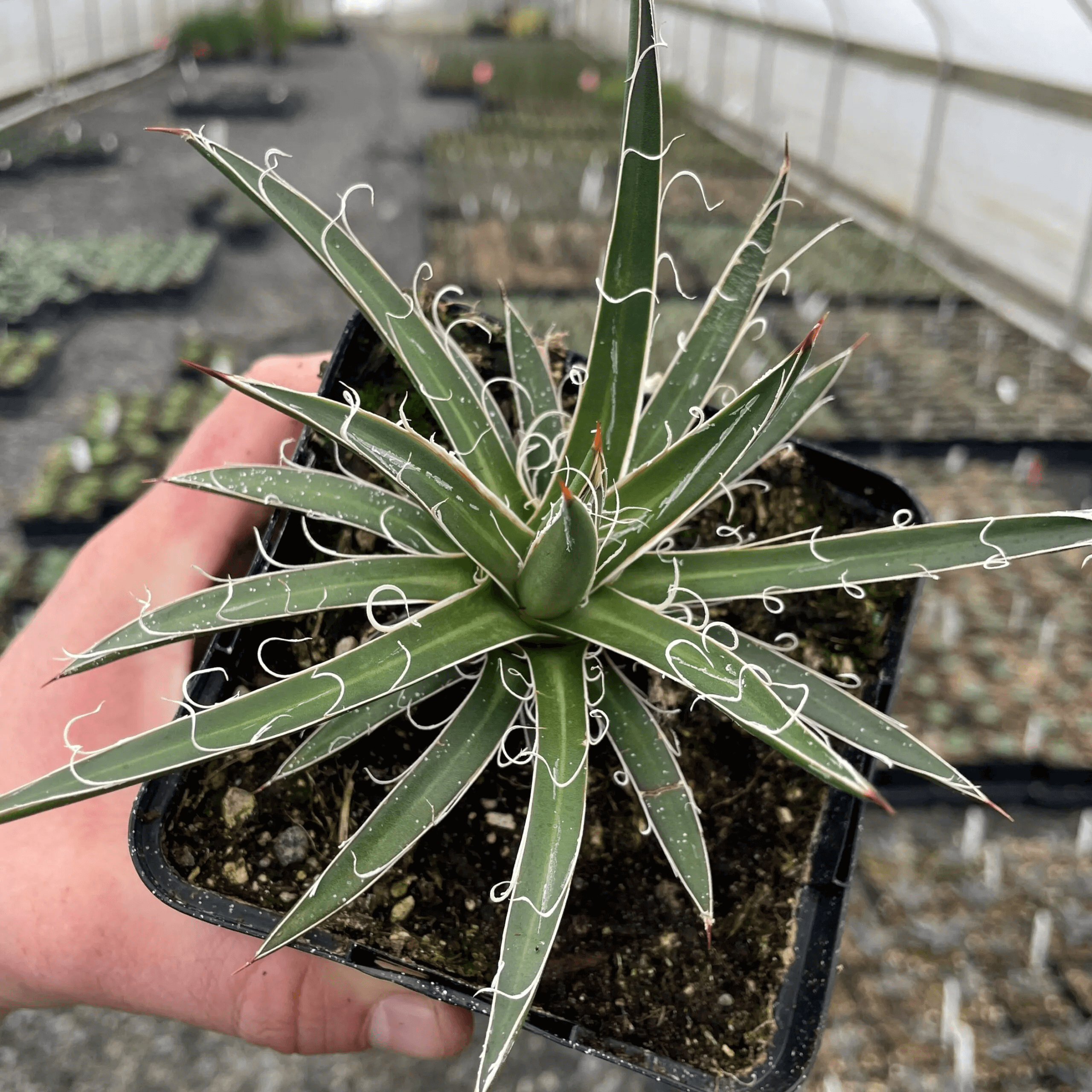 Agave Leopoldii