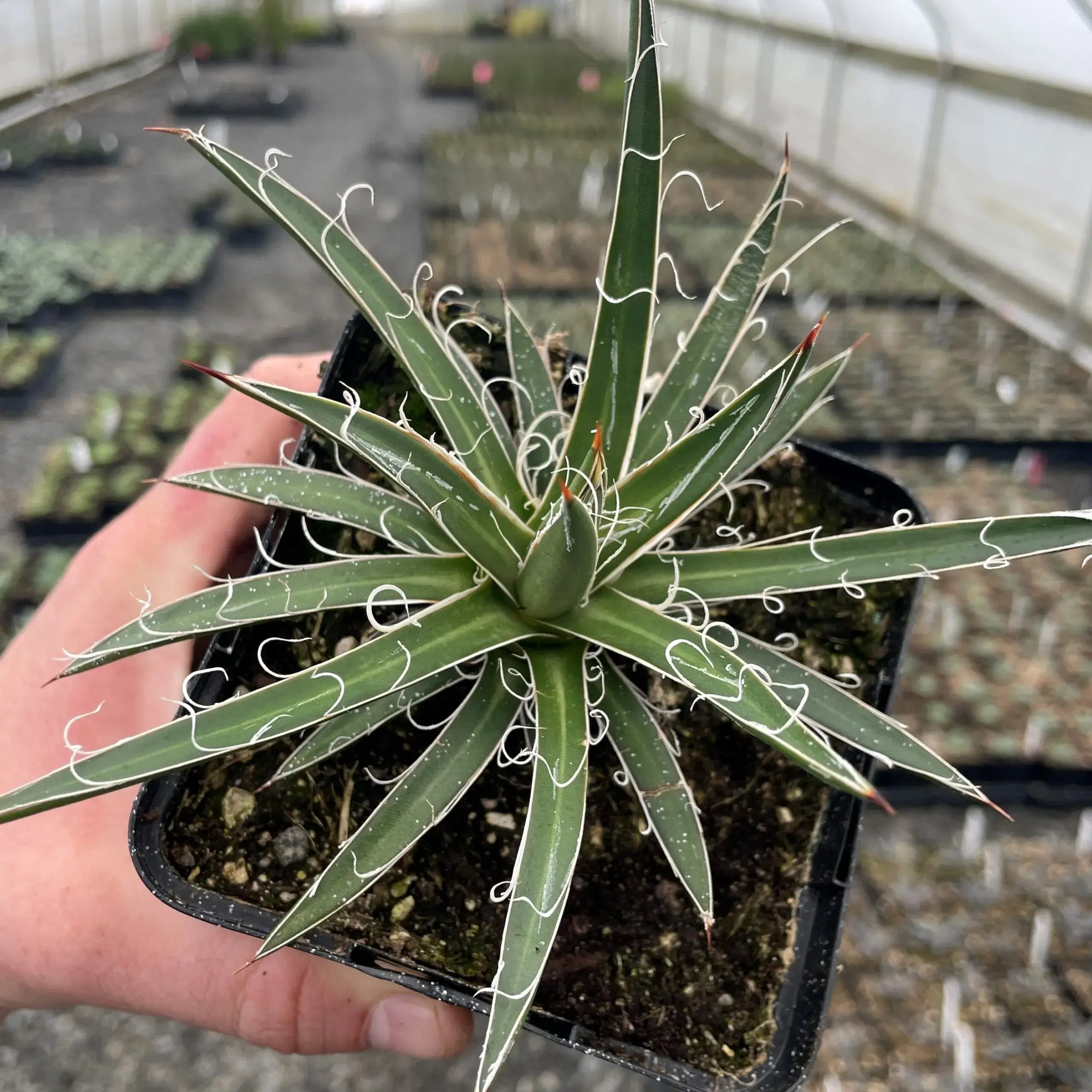 Agave Leopoldii