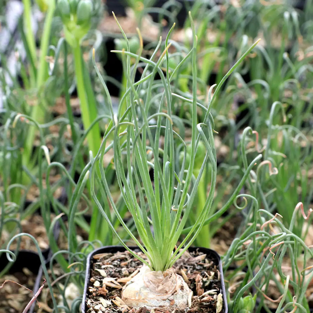Albuca Spiralis