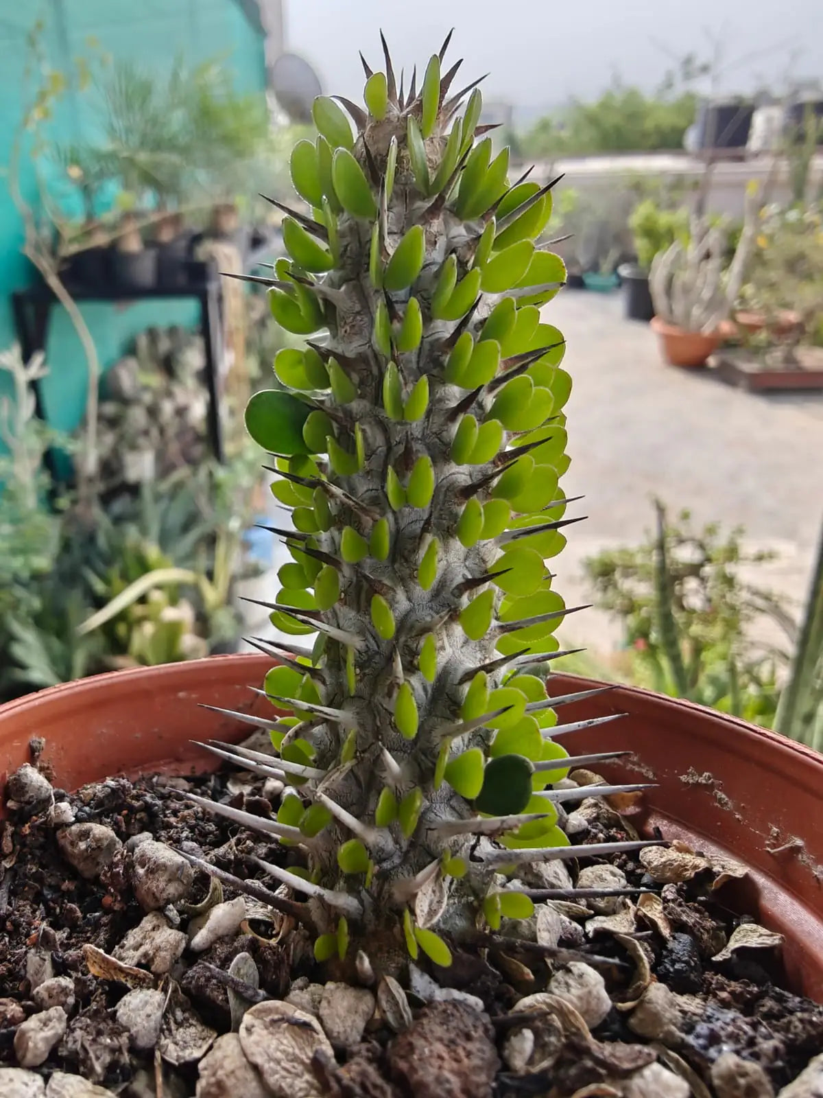 Spiky succulent plant with green leaves in terracotta pot, ideal for collectors