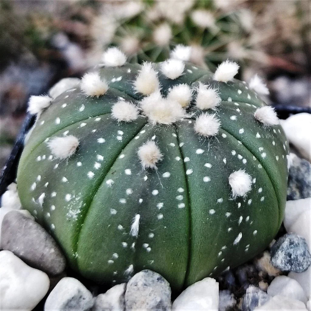 Astrophytum asterias