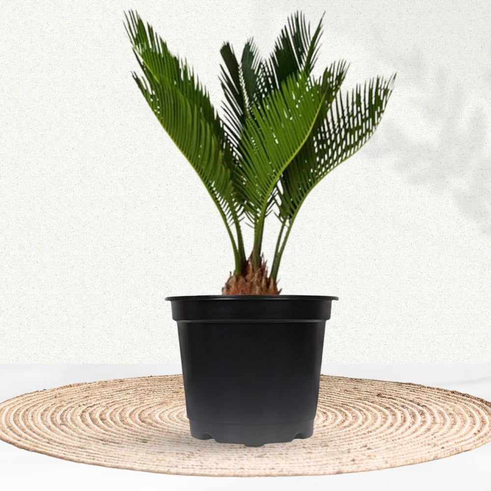 Cycas Revoluta Dwarf